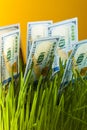 One hundred dollar bills in green grass Royalty Free Stock Photo