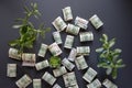 One hundred dollar bills and the green young sprout Royalty Free Stock Photo