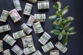 One hundred dollar bills and the green young sprout Royalty Free Stock Photo