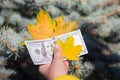 One hundred dollars in hand together with autumn leaves Royalty Free Stock Photo