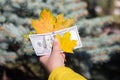 One hundred dollars in hand together with autumn leaves Royalty Free Stock Photo