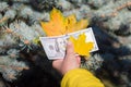 One hundred dollars in hand together with autumn leaves Royalty Free Stock Photo