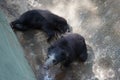 One hungry bear is looking up for food while other bear is sleeping. Royalty Free Stock Photo