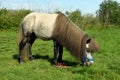 One hungry gray pony with the blue halter and color rope is eating the grass on the pasture