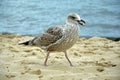 One hungry sea gull playing with a piece of food on the beach. Royalty Free Stock Photo