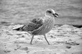 One hungry sea gull playing with a pip on the beach. Black and white Royalty Free Stock Photo