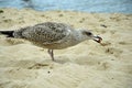 One hungry sea gull playing with a pip on the beach Royalty Free Stock Photo