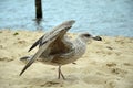 One hungry sea gull trying to take off by the Baltic Sea