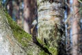 Hungry wild bird siskin on a tree Royalty Free Stock Photo