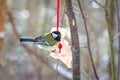 Hungry wild bird titmouse on a tree Royalty Free Stock Photo