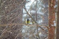 Hungry wild bird titmouse on a tree Royalty Free Stock Photo