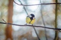 Hungry wild bird titmouse on a tree Royalty Free Stock Photo