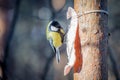 Hungry wild bird titmouse on a tree Royalty Free Stock Photo