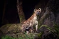 One hyena looking at the camera