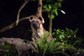 One hyena looking at the camera