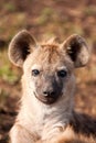 One hyena lying down