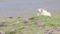 One Icelandic big horn sheep