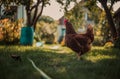 One illuminated hen with natural light, standing in the shadow in the garden free range breeding.Hampshire Hen feed on the Royalty Free Stock Photo