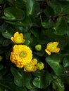 Marsh Marigolds in pond in garden of a house in the North of England