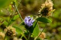 One indian bee trying to relax on beautiful Indian flower coverup with spider web Royalty Free Stock Photo