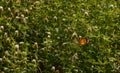 One indian butterfly trying to relax on beautiful Indian flowers field coverup with spider web Royalty Free Stock Photo