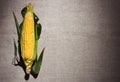 One indian corn ear on gray linen canvas Royalty Free Stock Photo