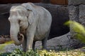 One Indian elephant in Latin called Elephas maximus indicus living in captivity.