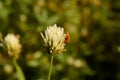 One indian insect trying to relax on beautiful Indian flower coverup with spider web Royalty Free Stock Photo