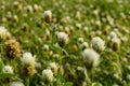 One indian insect trying to relax on beautiful Indian flowers field coverup with spider web