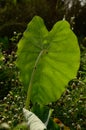 One indian insect trying to relax on beautiful Indian plant coverup with spider web shape like heart Royalty Free Stock Photo