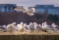 One individual seagull is the first among equals Royalty Free Stock Photo