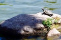 Curious Turtle Sunning on Rock Royalty Free Stock Photo