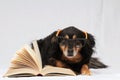 Reading Dog Royalty Free Stock Photo