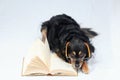 Reading Dog Royalty Free Stock Photo