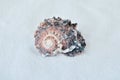 One interesting shell on white sand Royalty Free Stock Photo