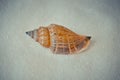 One interesting shell on white sand Royalty Free Stock Photo