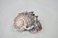 One interesting shell on white sand Royalty Free Stock Photo