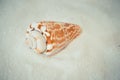 One interesting shell on white sand Royalty Free Stock Photo