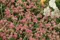 Common buckwheat Fagopyrum esculentum 1