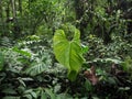 Interior of the mountain foggy forest of Maquipucuna, Ecuador