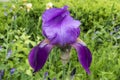 One iris germanica violet flower Royalty Free Stock Photo