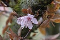 One Isolated Cherry Blossom Flower At Amsterdam The Netherlands 21-3-2023 Royalty Free Stock Photo