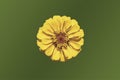 Cut Out of a Single Yellow Zinnia Flower on Green Background Royalty Free Stock Photo