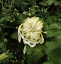 One isolated light yellow chrysanthemum bud ready to blossoms Royalty Free Stock Photo