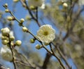 One isolated light yellow plum blossoms Royalty Free Stock Photo