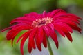 One Isolated Macro Shot of Gerbera of Gelios Sort Flower Herbera Type Royalty Free Stock Photo