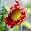 One Isolated Macro Shot of Gerbera of Gelios Sort Flower Herbera Type Royalty Free Stock Photo
