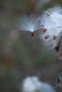 One Isolated Milkweed Seed from Seedpod Royalty Free Stock Photo