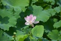 one isolated pink lotus flower blossoms Royalty Free Stock Photo