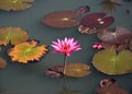 One isolated pink lotus flower blossoms in the pond Royalty Free Stock Photo